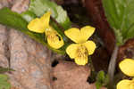 Roundleaf yellow violet